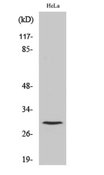 Cleaved-Cathepsin L1 HC (T288)