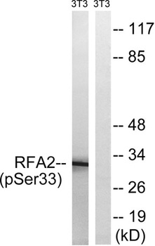 RPA p32 (phospho Ser33) rabbit