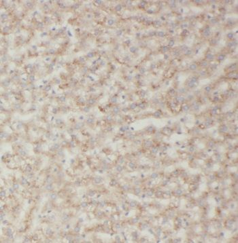 TRIM14 Antibody抗体,orb632131,bi