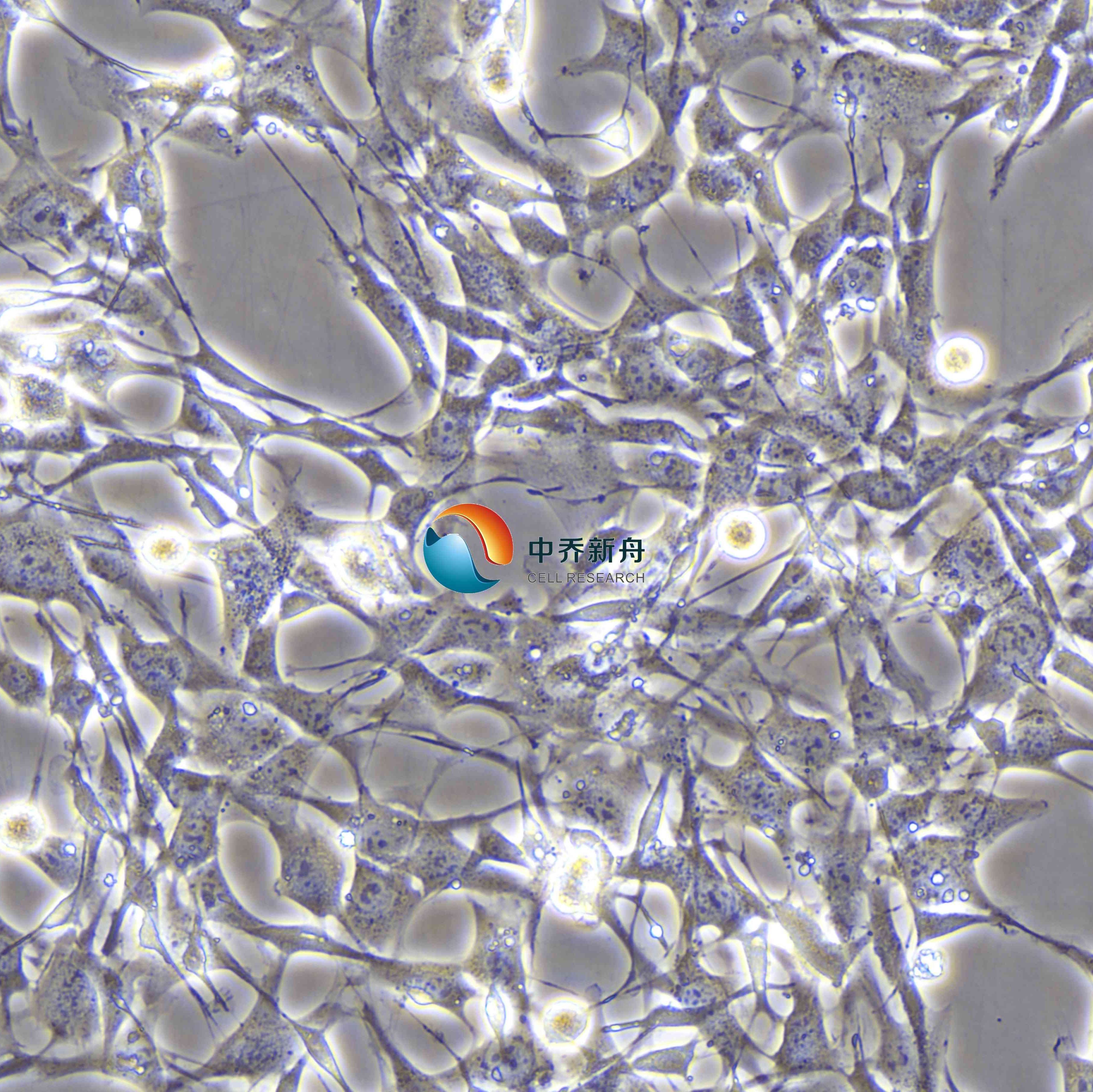 小鼠雪旺细胞永生化