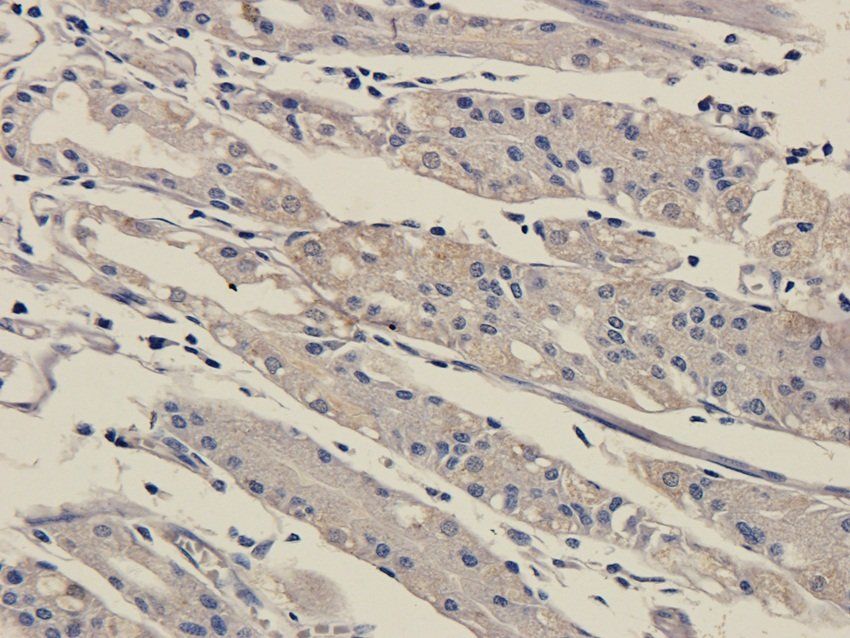 SOX2 antibody抗体，orb33646，biorb