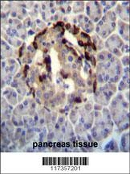 STXBP3 Antibody抗体，orb1269580，b