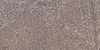 ARK-2 rabbit pAb抗体，orb764576，b