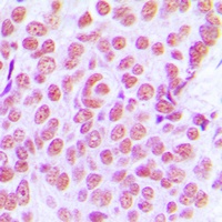 c-Jun Antibody抗体，orb214140，bio