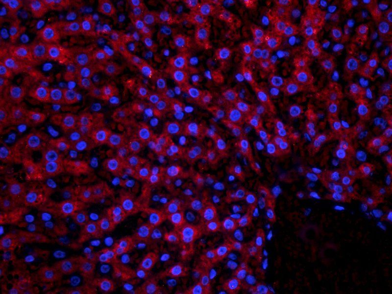 LOXL2 antibody抗体，orb100924，bio