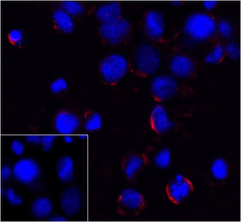 PD1 Antibody [4D6]抗体，orb123974