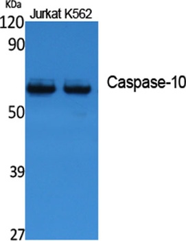 Caspase-10 rabbit pAb抗体，orb766