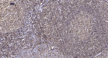 Blk rabbit pAb抗体，orb764647，bio