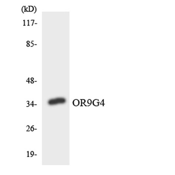 Olfactory receptor 9G4 rabbit 