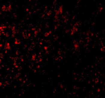 GPR3 Antibody抗体,orb1239736,bio