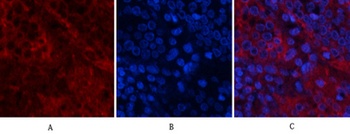 Akt1 rabbit pAb抗体，orb764505，bi