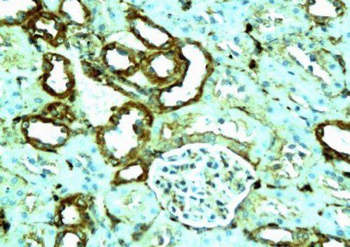 beta Actin antibody抗体，orb10033