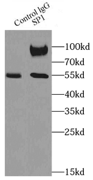 SP1 Antibody抗体，orb631425，biorb
