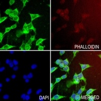 C4BP beta Antibody抗体，orb341049