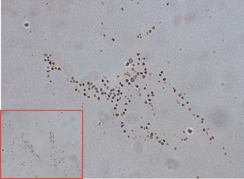 NTB-A Antibody抗体,orb1174010,bi