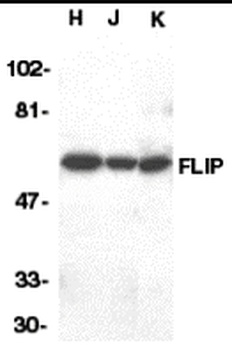 FLIP Antibody抗体，orb1238926，bio