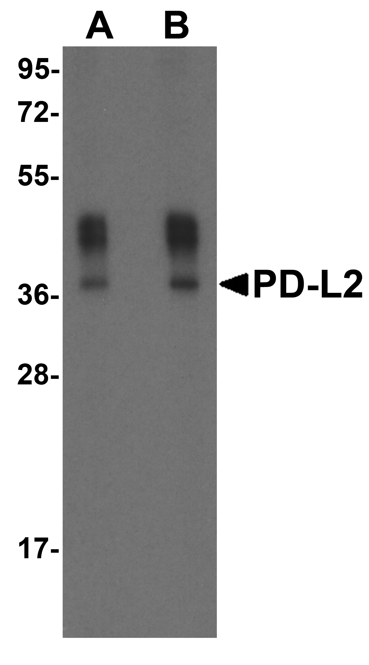 PDL2 Antibody [7C7]抗体，orb12398