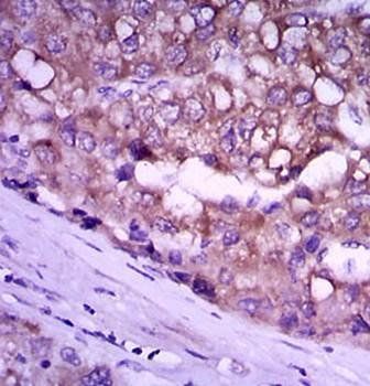 GPC3 Antibody抗体，orb97477，biorb