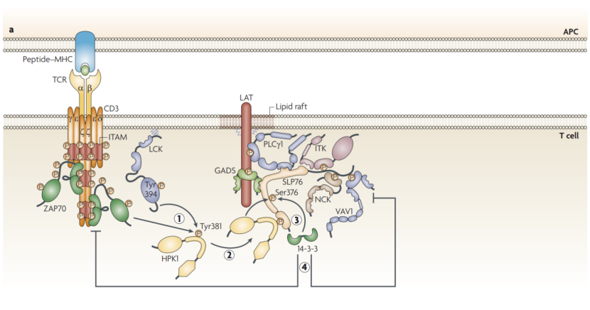 CD3/CD19/BCMA 从肿瘤免疫到自身免疫性疾病的多面利器