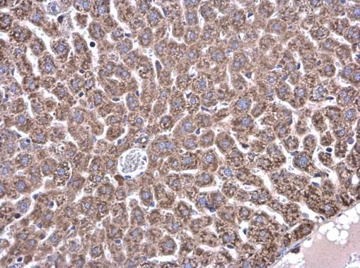 Glycine dehydrogenase antibody