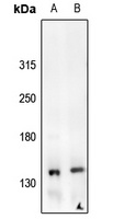 c-Met (Phospho-Y1235) Antibody