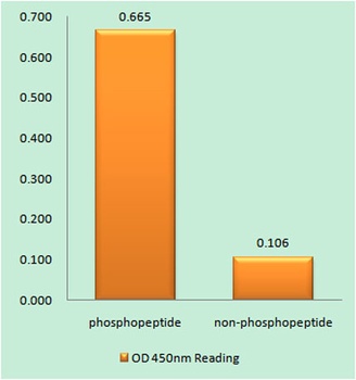 NFκB-p105 (phospho Ser927) rab