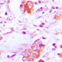 Follistatin Antibody抗体，orb2149