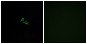 EDG-7 rabbit pAb抗体，orb765102，b