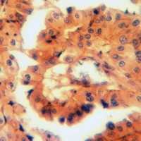 CD49c Antibody抗体，orb214118，bio