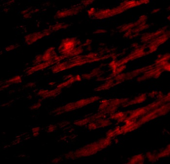 Unc93b Antibody抗体，orb1238629，b