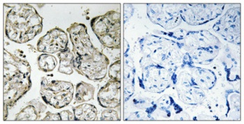PI 3-kinase p85α rabbit pAb抗体，