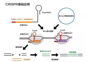 CRISPR基因编辑技术如何重塑现代生物医学研究范式？