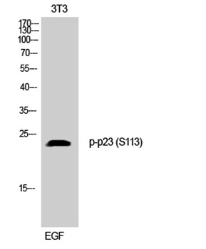 p23 (phospho Ser113) rabbit pA