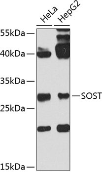SOST Antibody抗体，orb1255945，bio