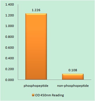 NFκB-p65 (phospho Ser311) rabb