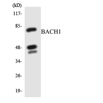 BACH1 rabbit pAb抗体，orb764615，b