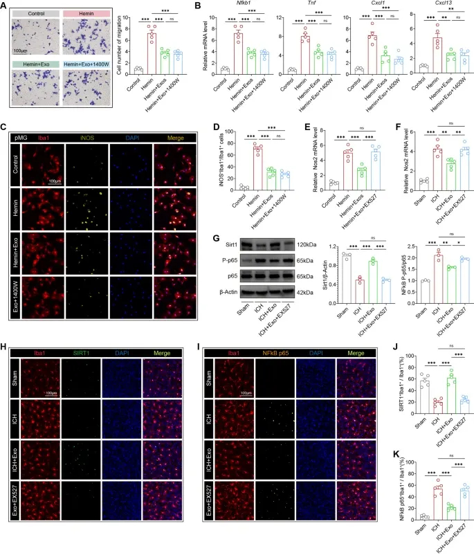 QPCR检测、WB检测 QPCR检测、WB检测