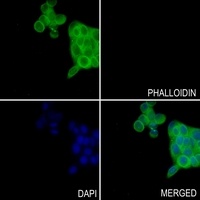 HSC70 Antibody [KO/KD Validate
