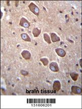 PCDHA3 Antibody抗体，orb1269779，b