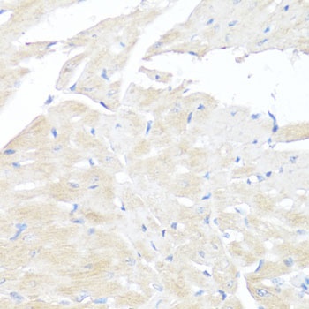 FGFR2 Antibody抗体，orb1254693，bi