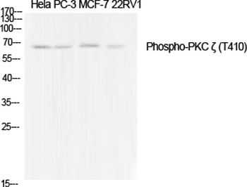 PKC ζ (phospho Thr410) rabbit 