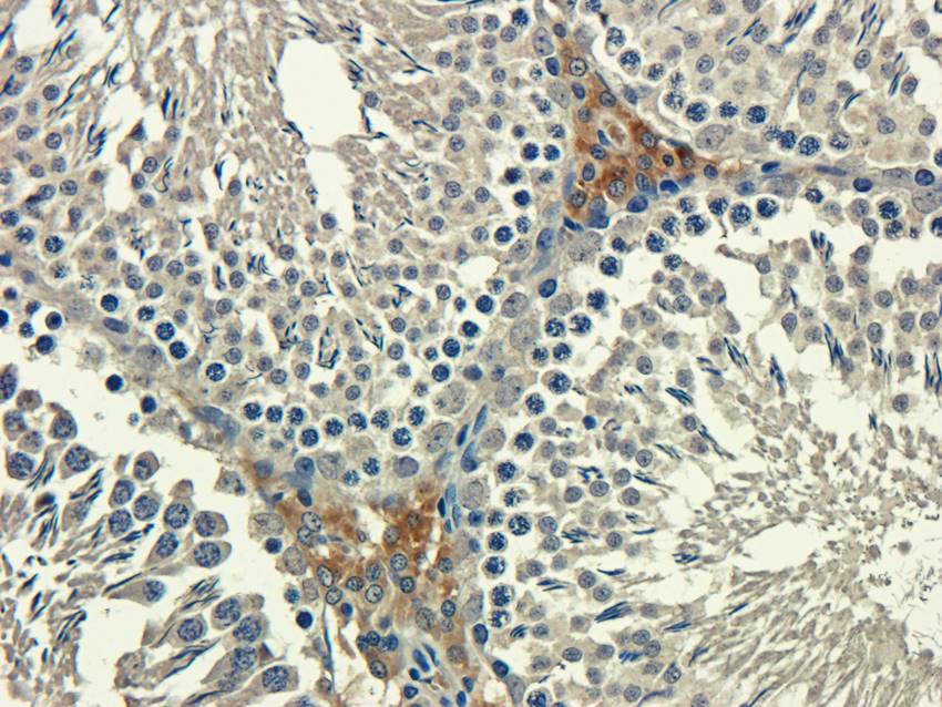 Aquaporin 9 antibody抗体，orb1012