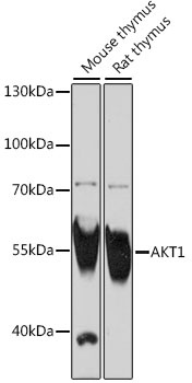 AKT1 Antibody, KO Validated抗体，