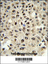 SSB Antibody抗体，orb1264594，bior