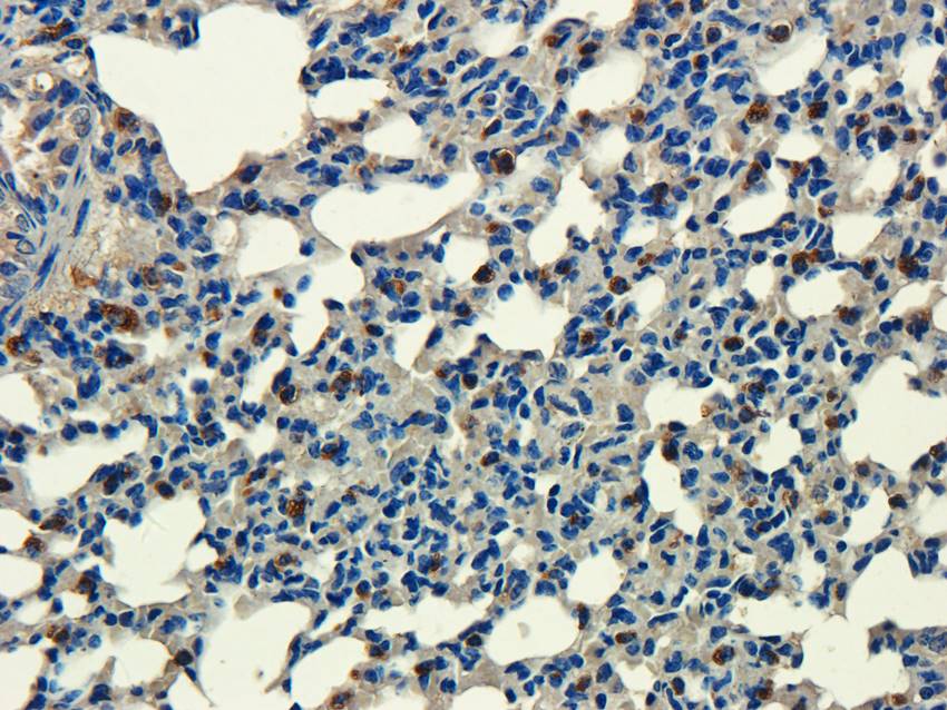 Aquaporin 9 antibody抗体，orb1012