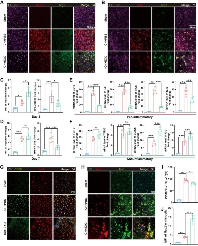 免疫荧光分析 免疫荧光分析