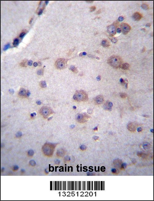 NDUFAF4 Antibody抗体，orb1269250，