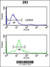 SSB Antibody抗体，orb1264594，bior