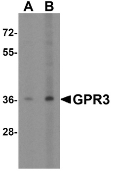 GPR3 Antibody抗体,orb1239736,bio