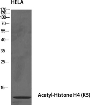 Histone H4 (Acetyl Lys5) rabbi